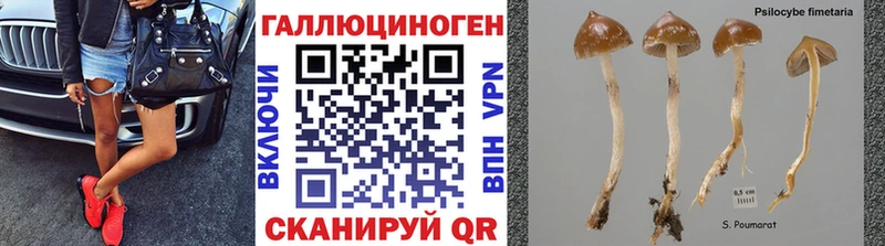 где найти наркотики  Аргун  Псилоцибиновые грибы Psilocybe 